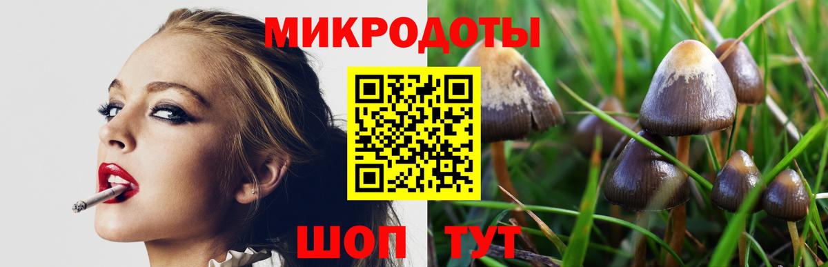 Галлюциногенные грибы Psilocybe Кириши
